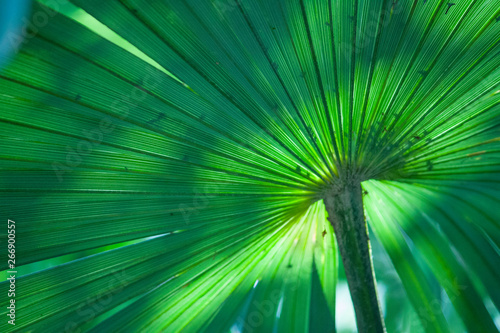  Giant turquoise palm leaves with natural light and freshness