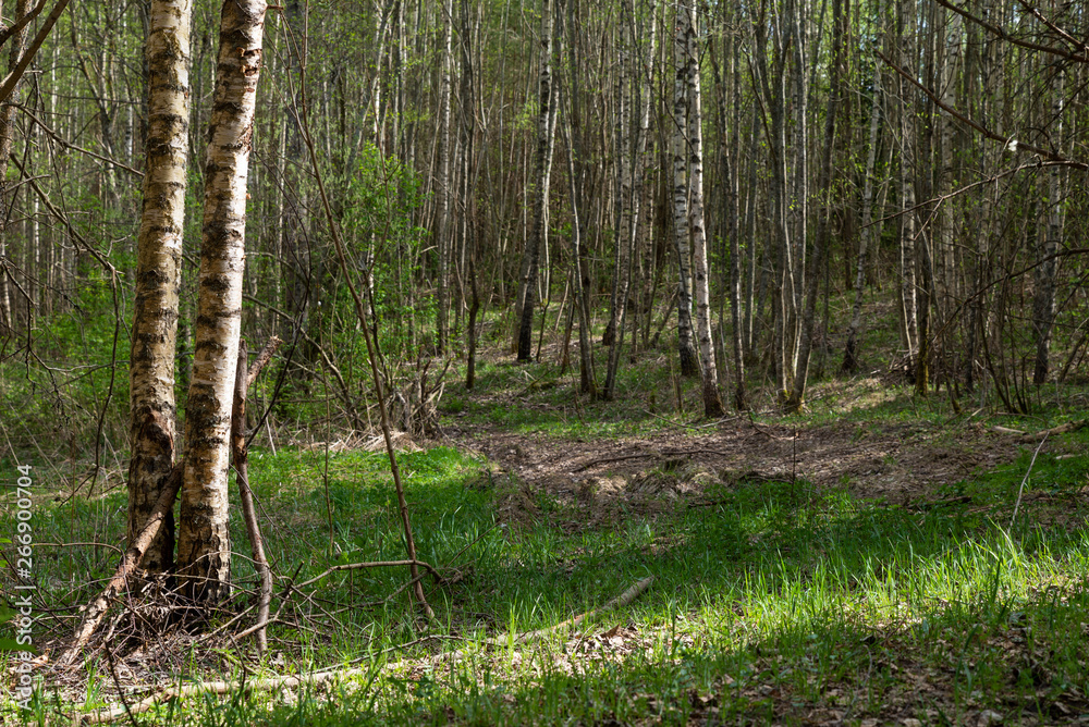 Fototapeta premium Woodland. The road goes deep into the forest