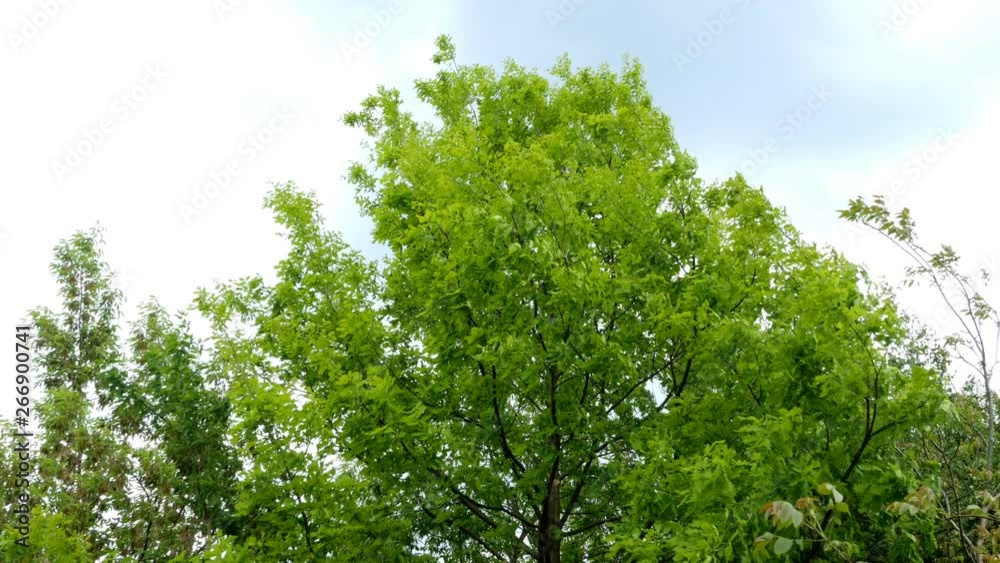 Tops green trees swinging in the wind on blue sky background. Tops green trees swinging in the wind on blue sky background.