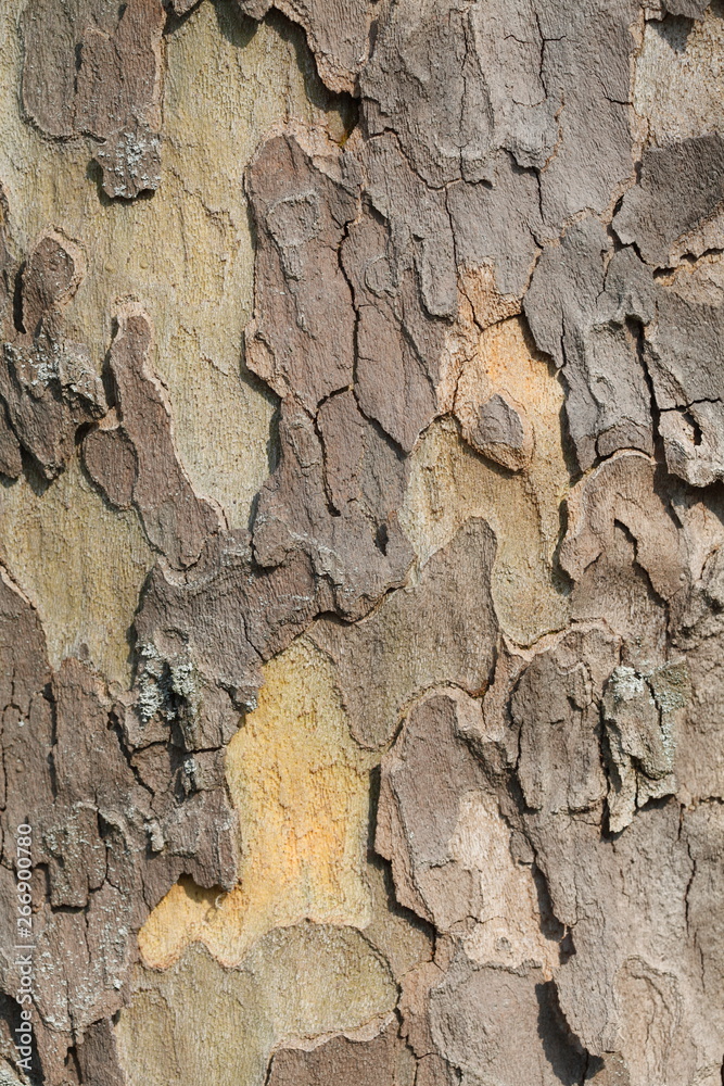 Holztextur, Hintergrundbild, braune Baumrinde Holztextur, Hintergrundbild, braune Baumrinde