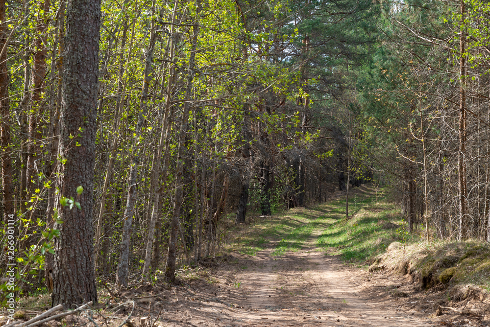 Fototapeta premium Woodland. The road goes deep into the forest