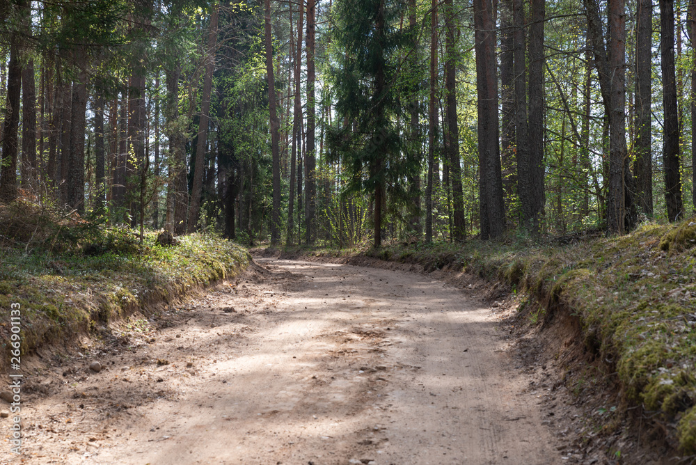 Fototapeta premium Lesisty teren. Droga prowadzi w głąb lasu