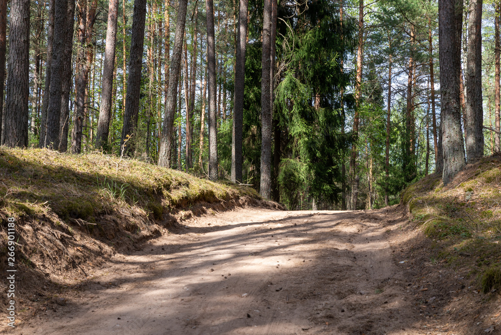 Fototapeta premium Woodland. The road goes deep into the forest