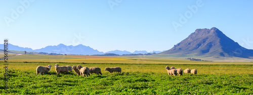 A flock of sheep grazing on lucerne with Riebeek Kasteel in the background photo