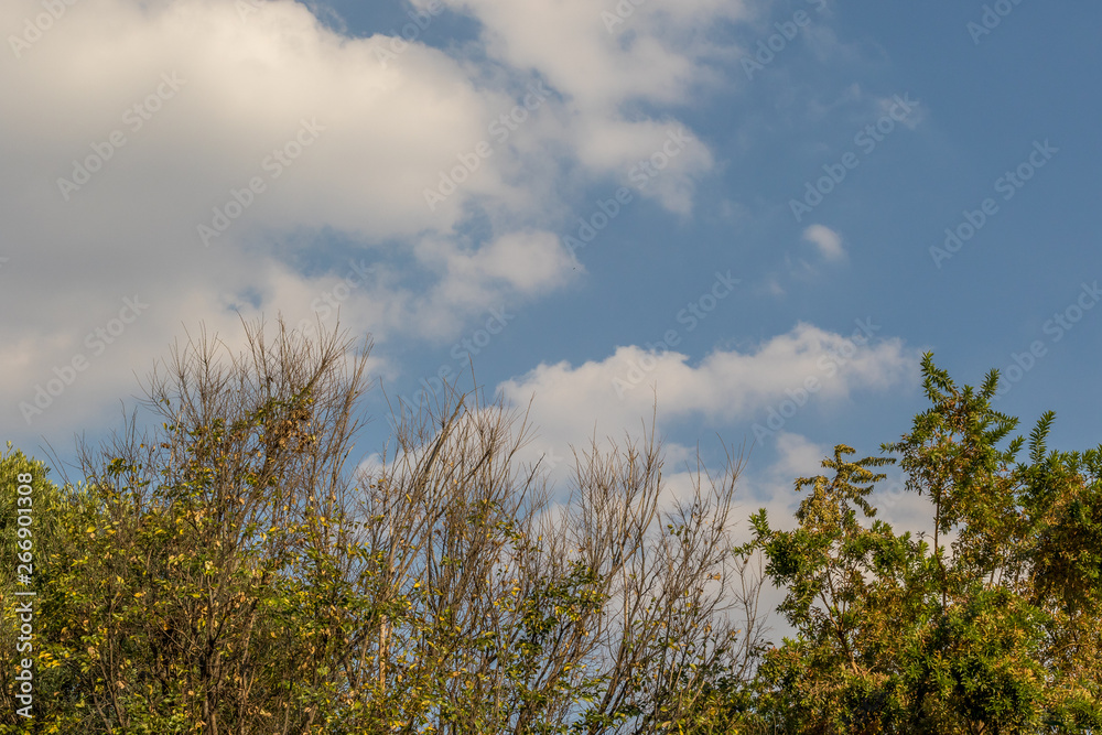 Obraz premium Blue sky and white clouds viewed above trees with autumn leaves image with copy space in landscape format