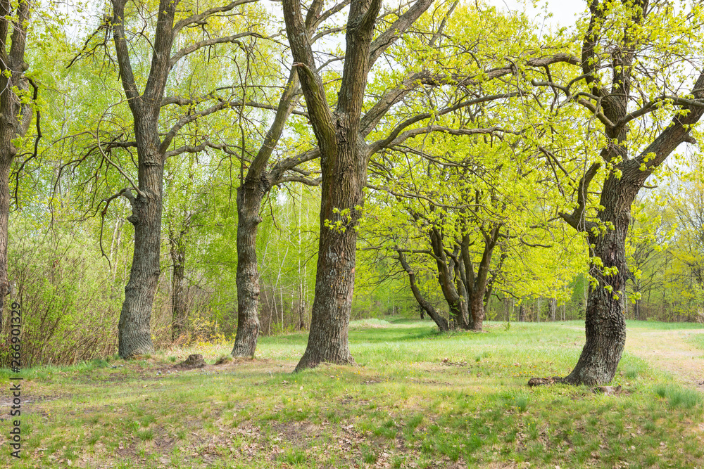 Green park with oak trees and grass on sunny lawn