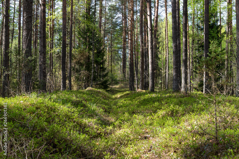 Fototapeta premium Woodland. The road goes deep into the forest