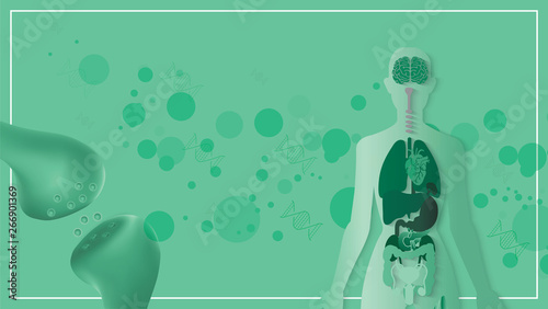 the humen  endocannabinoid system work body and brain