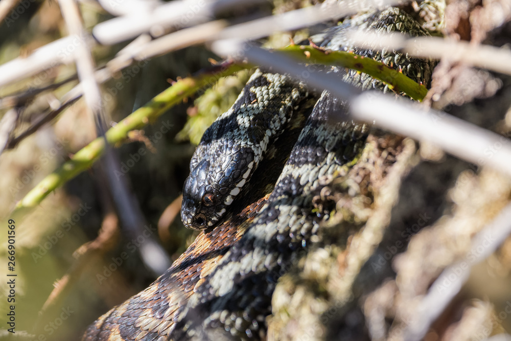 Naklejka premium European adders mating