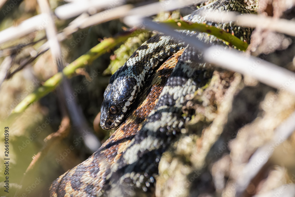 Naklejka premium European adders mating