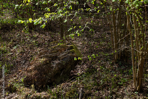 Woodland. Stump by surrounded by trees and grass.