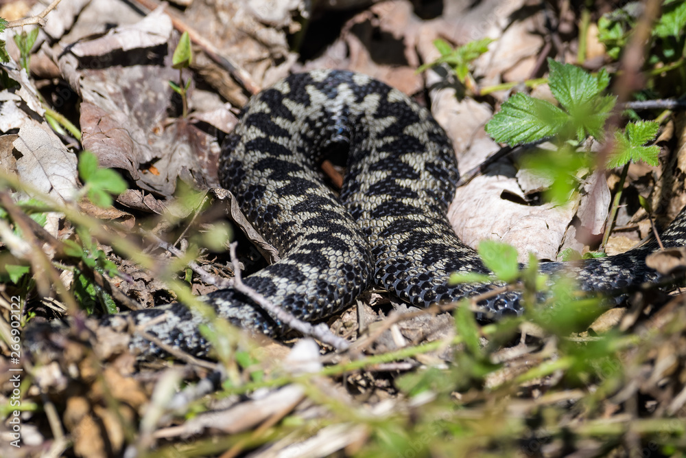 European adders mating in the undergrowth