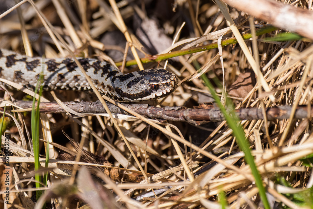 European adders mating in the undergrowth European adders mating in the undergrowth