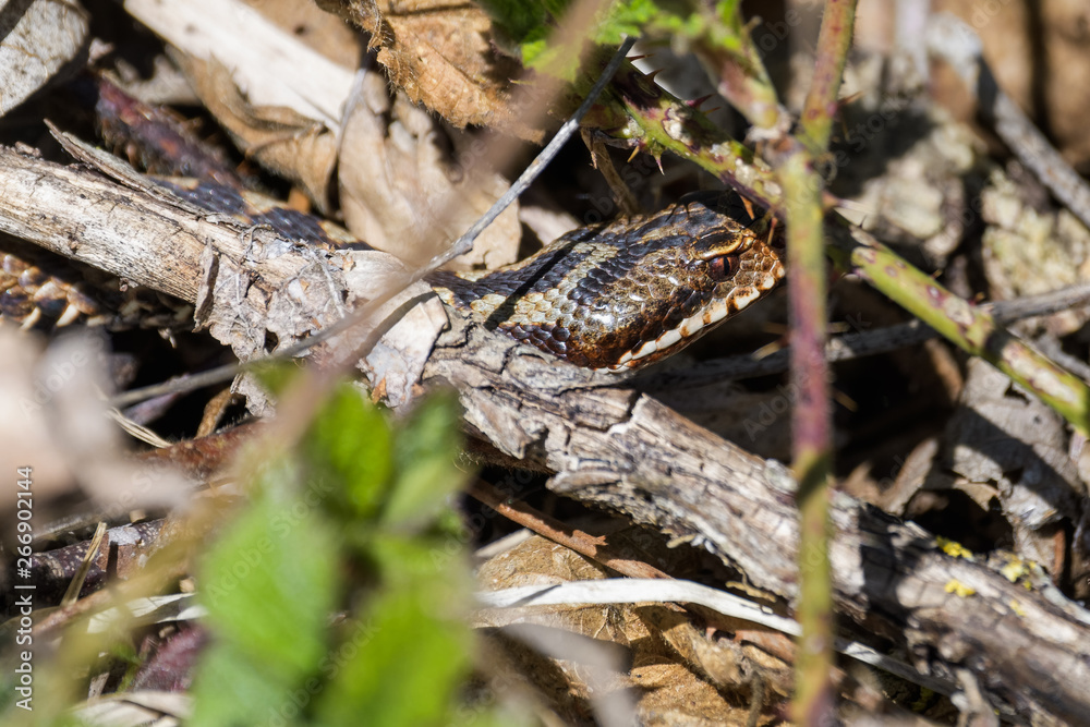 European adders mating in the undergrowth European adders mating in the undergrowth