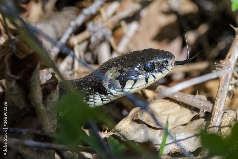 European grass snake flicking its tongue European grass snake flicking its tongue