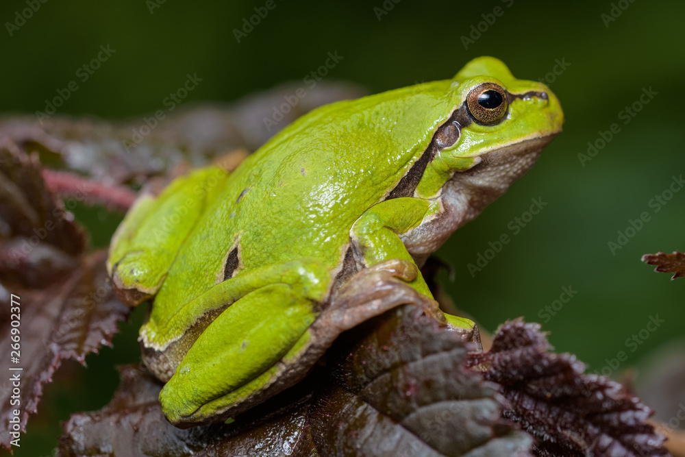 European tree frog sitting on a red hazelnut bush European tree frog sitting on a red hazelnut bush