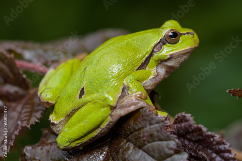 European tree frog sitting on a red hazelnut bush