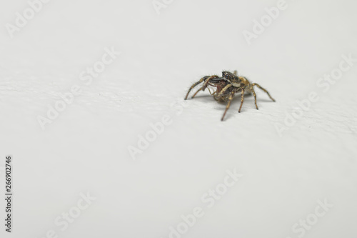 Striped jumping spider hunting fruit flies on a wall