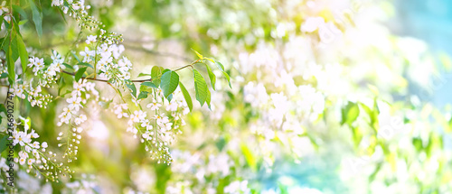 spring landscape with blossoming wild cherry tree. spring season. beautiful white bird cherry flowers on branch, natural abstract background. gentle romantic nature image. banner. copy space