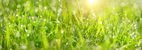 Abstract green grass nature landscape in summer sun with bokeh. Juicy green grass on meadow with drops dew in morning light in outdoors close up. Beautiful artistic image of purity freshness nature