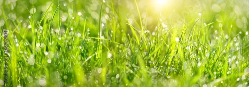 Panel kuchenny z motywem Abstract green grass nature landscape in summer sun with bokeh. Juicy green grass on meadow with drops dew in morning light in outdoors close up. Beautiful artistic image of purity freshness nature