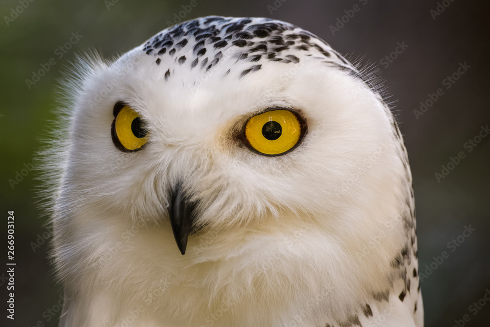 Obraz premium Closeup portrait of a snowy owl