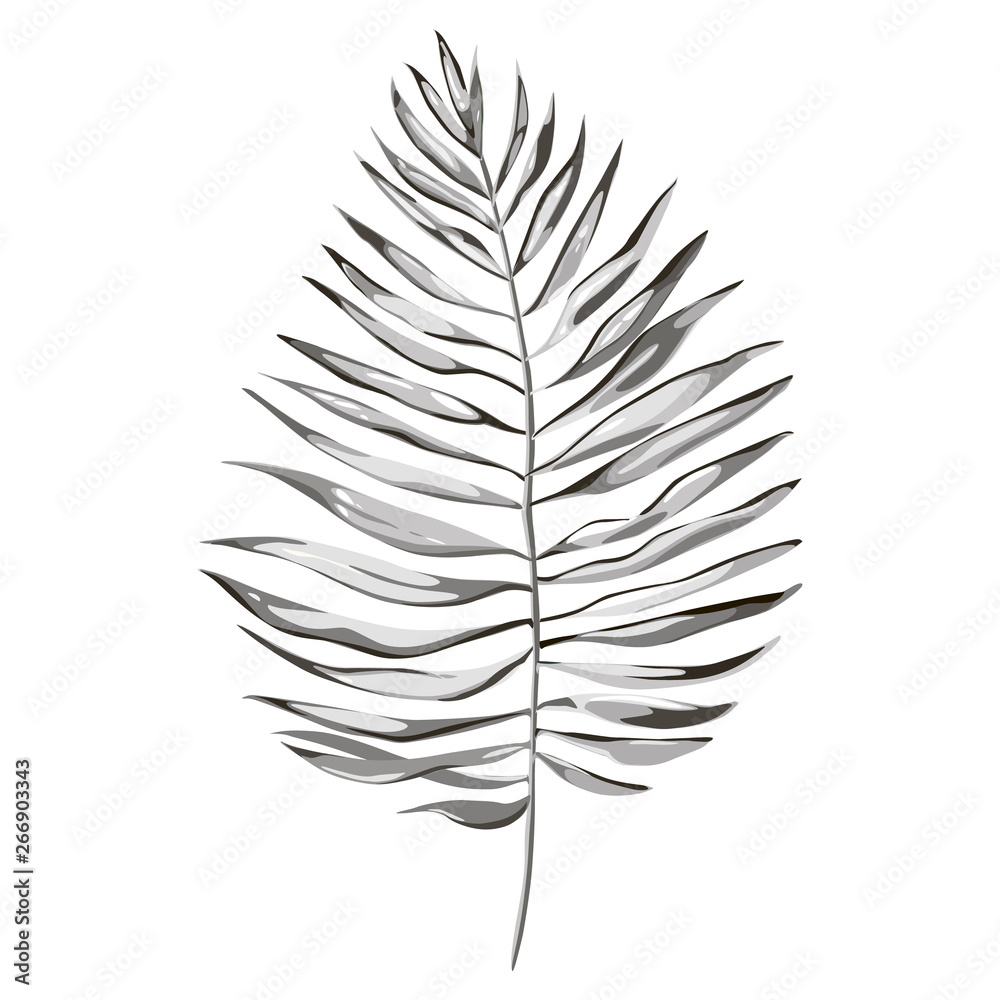 Tropical palm leaves illustrations. Jungle leaves isolated on white background.