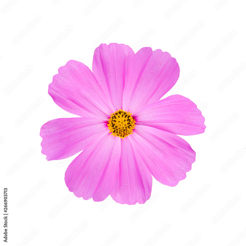 Cosmos flower isolated on white background