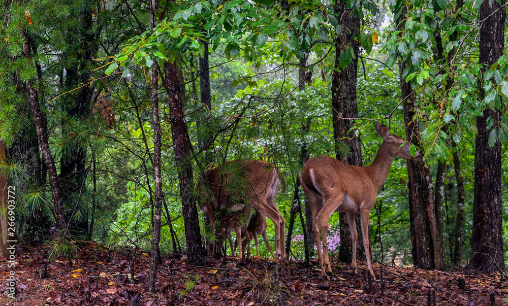 deer in the forest with fawns