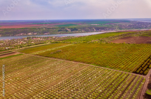 Aerial nature view. Drone view of the spring apple garden.