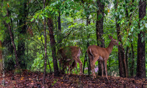 deer in the forest with fawns
