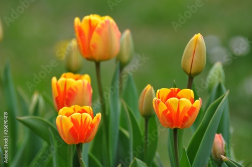 Tulpen