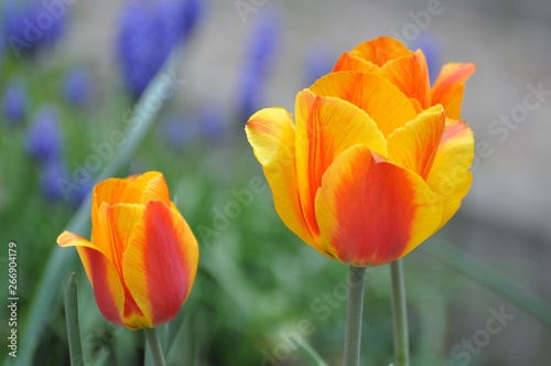 Tulpen