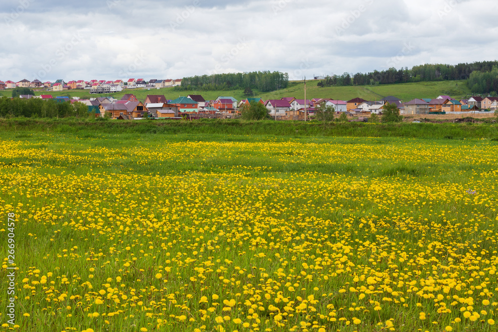 Siberian village near a huge meadow of dandelions. Rustic summer landscape.