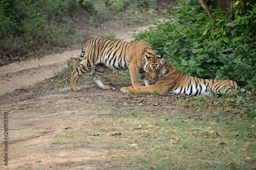 Corbett tiger reserve forest