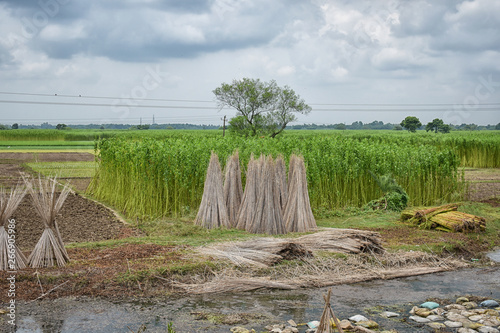 Cultivation of jute in West Bengal, India. Jute is a sustainable natural fiber that is widely used in the textile industry. photo