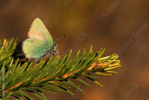 Green hairstreak, Callophrys rubi, sitting on a branch of a spruce in Åland Islands, Finland.