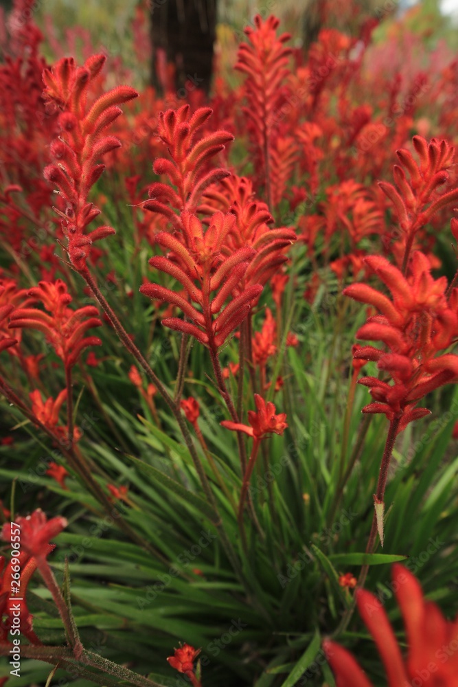 Fototapeta premium The flowers of a red Kangaroo Paw plant from Western Australia. Botanical name Anigozanthos manglesii