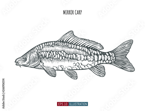 Hand drawn mirror carp fish isolated. Engraved style vector illustration. Template for your design works.