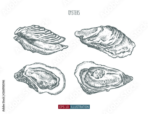 Hand drawn oysters isolated. Engraved style vector illustration. Template for your design works.