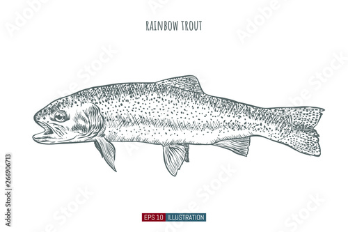 Hand drawn rainbow trout fish isolated. Engraved style vector illustration. Template for your design works.