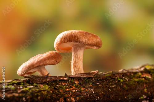 Shiitake mushroom growing on tree