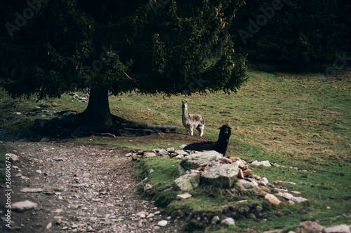 The alpacas (Vicugna pacos) in Parc de Merlet on Pointe de Lapaz mountain against Mont Blanc, Les Houches, Haute-Savoie, France  photo