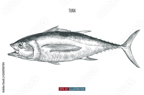 Hand drawn tuna fish isolated. Engraved style vector illustration. Template for your design works.