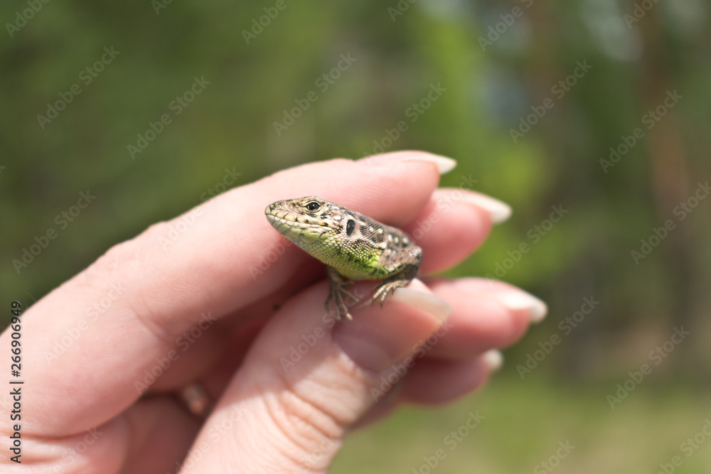 Obraz premium Little european lizard in female hand. Lacerta agilis