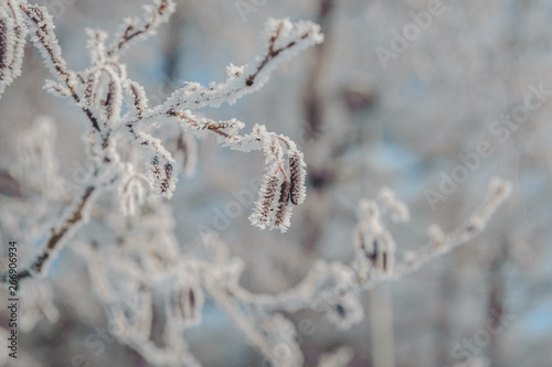 Tree catkins covered with frost. Beautiful winter background. Close-up. Soft focus