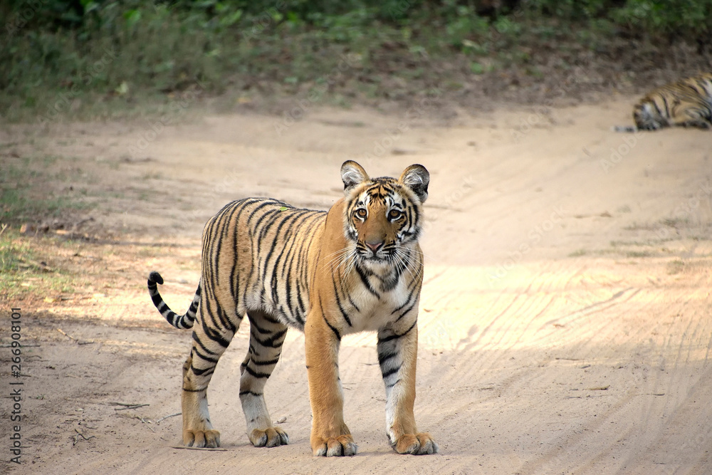 Fototapeta premium Corbett tiger reserve forest