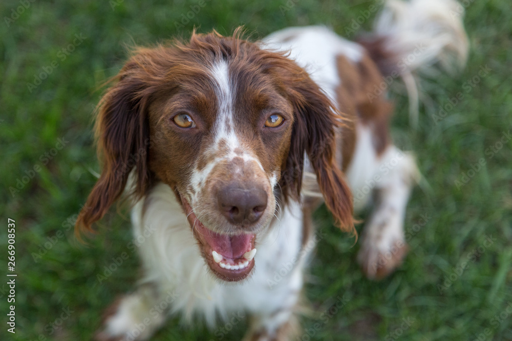 Young, playful springer spaniel excitedly waiting to play fetch.