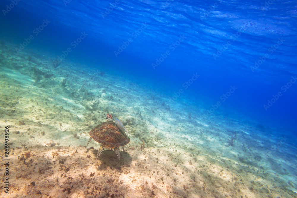 Green turtle swimming in the tropical water of Caribbean Sea