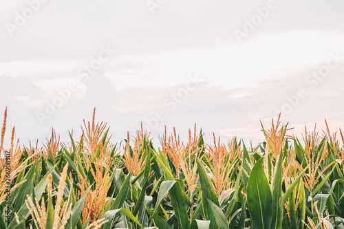 Field of corn bearing its tassel during sunset. Selected focus. Copy space. Landscape orientation.